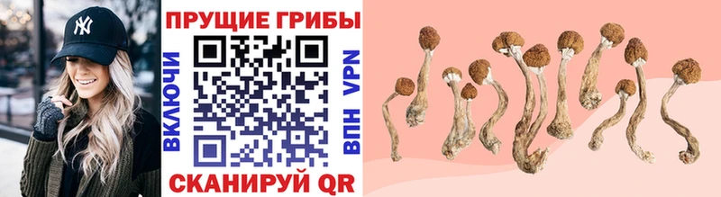 Псилоцибиновые грибы Psilocybine cubensis  Мураши 